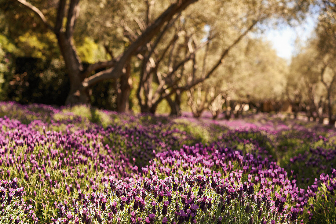 Lichtung mit Lavendel in Kalifornien, USA