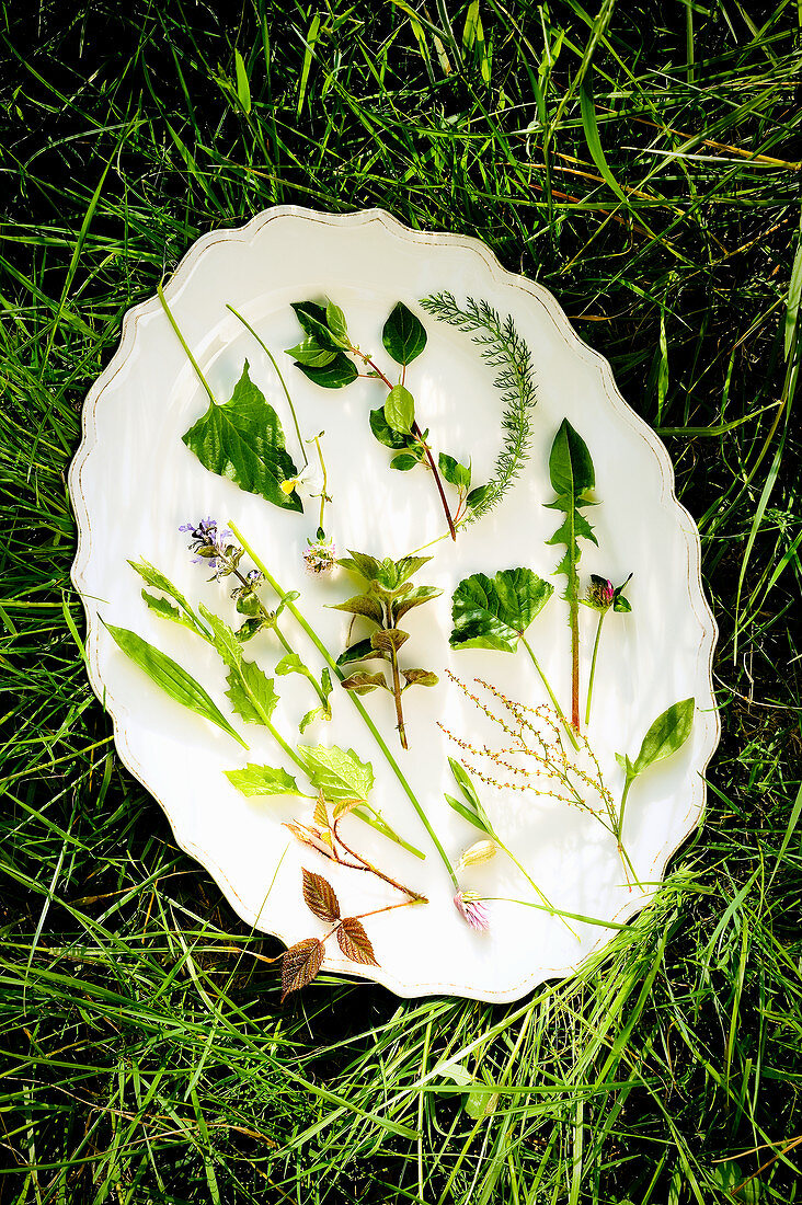 Wild herbs on a white plate