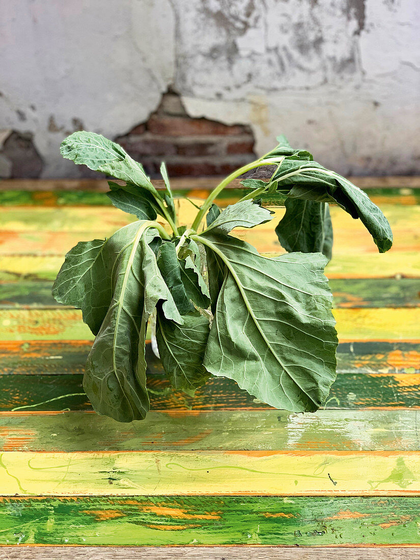 Weak kohlrabi leaves