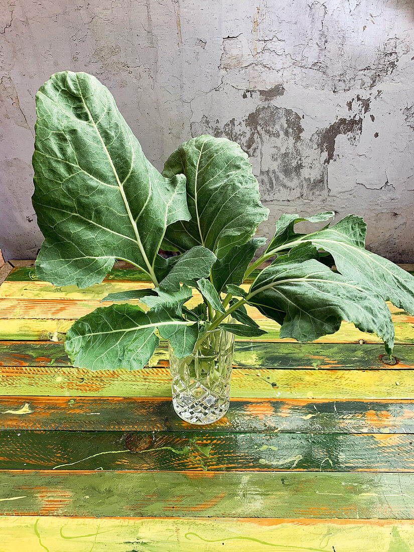 Fresh kohlrabi leaves