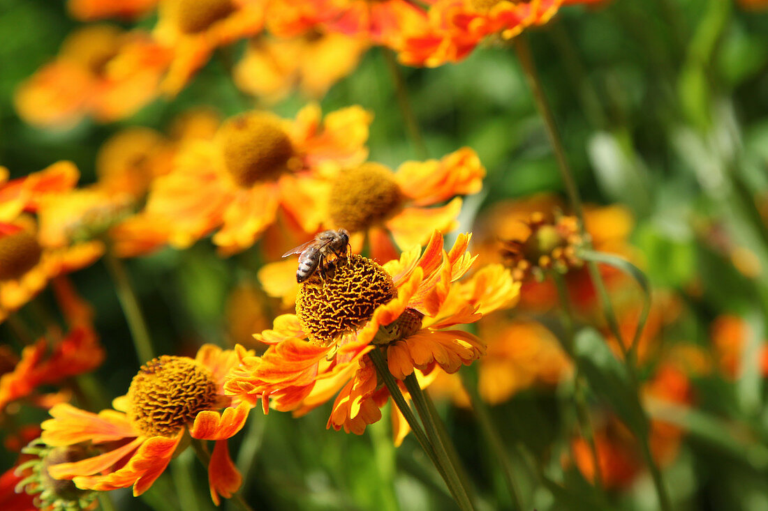 Bee on flowers of Helenium