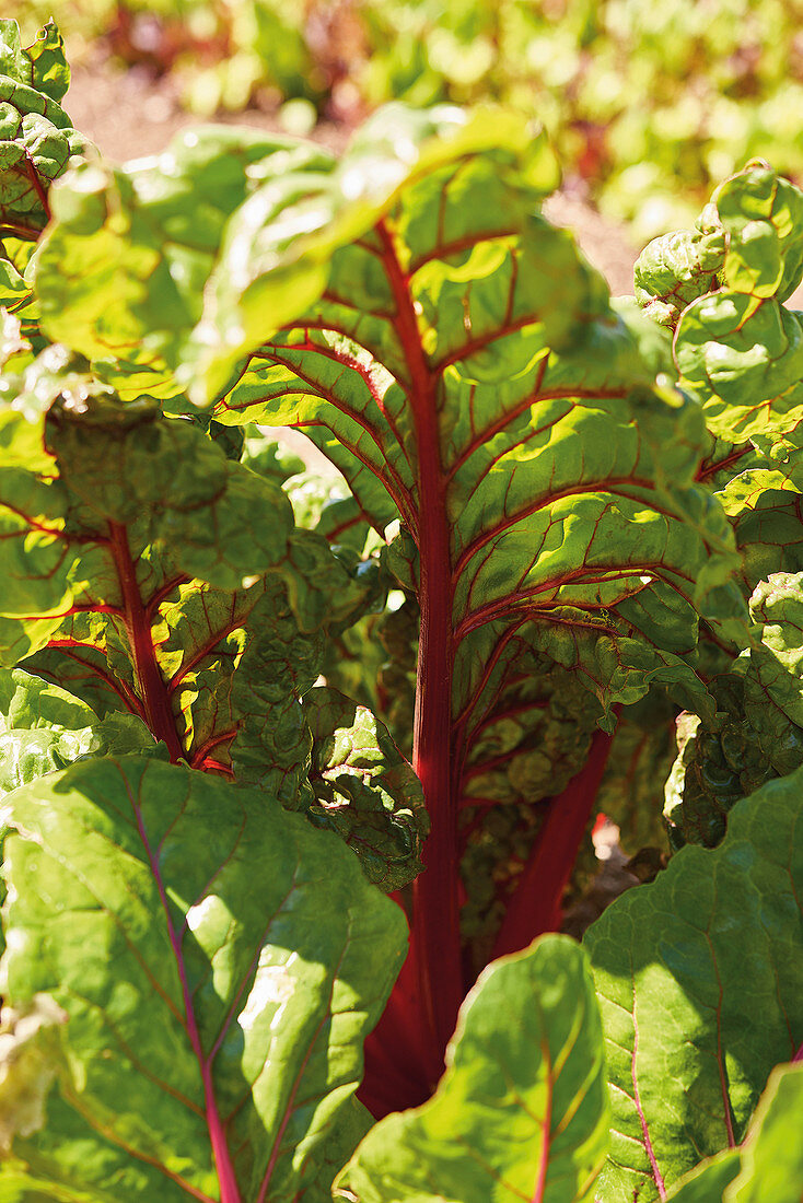 Red chard