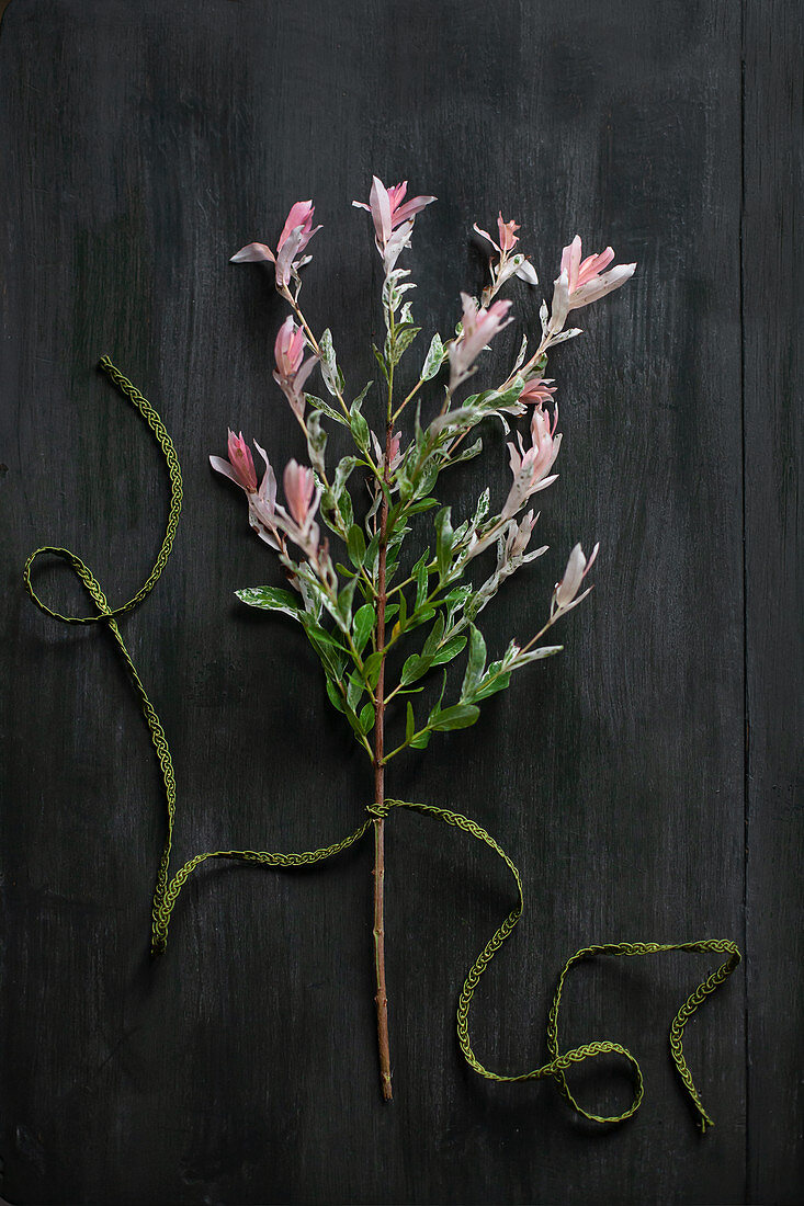 Zweig der Harlekinweide mit rosa panaschierten Blättern