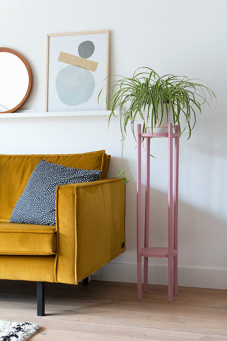 Spider plant on pink plant stand next to yellow sofa
