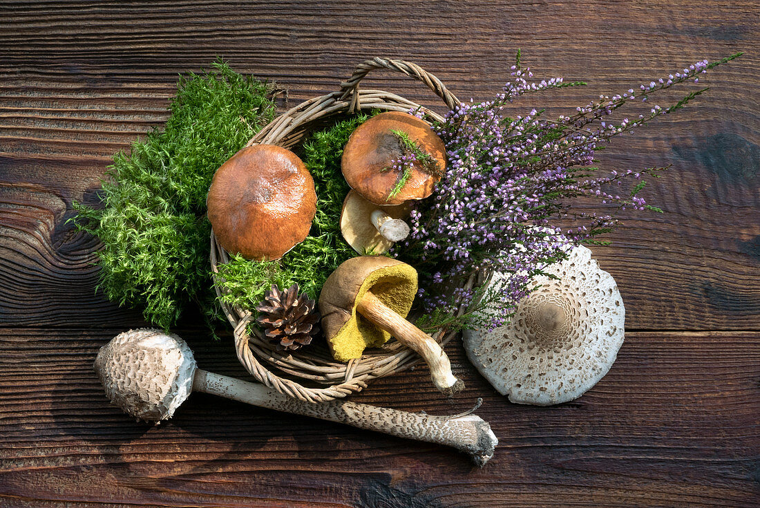 Forest mushrooms