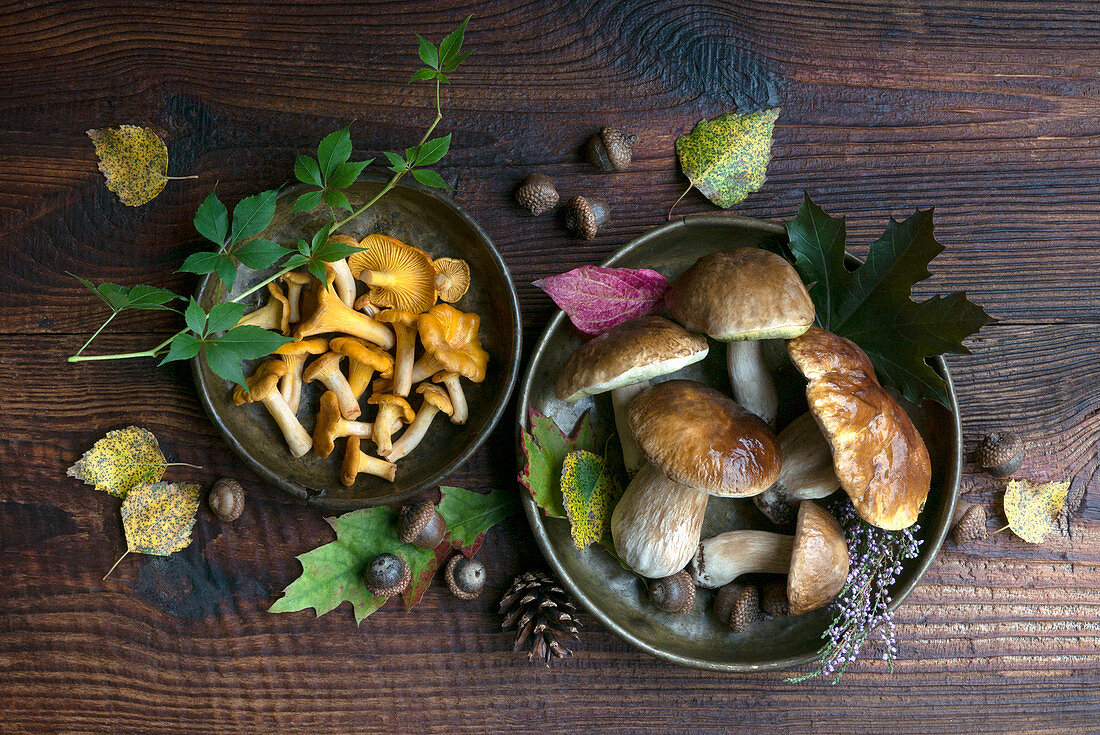 Forest mushrooms