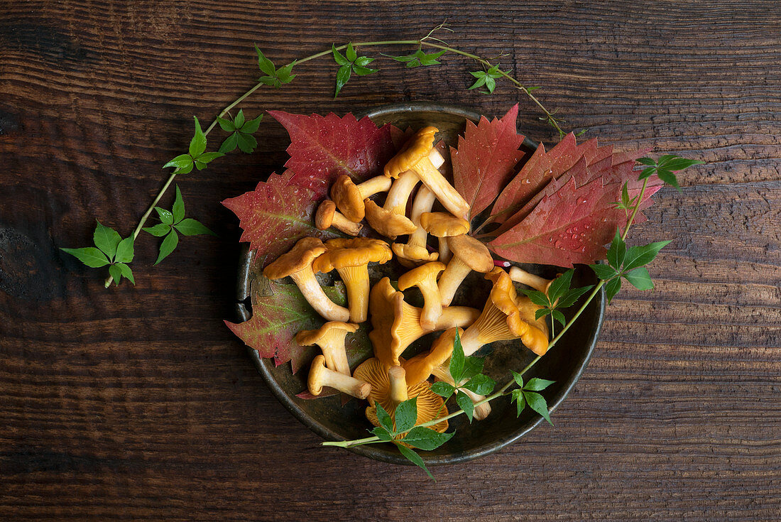 Forest mushrooms