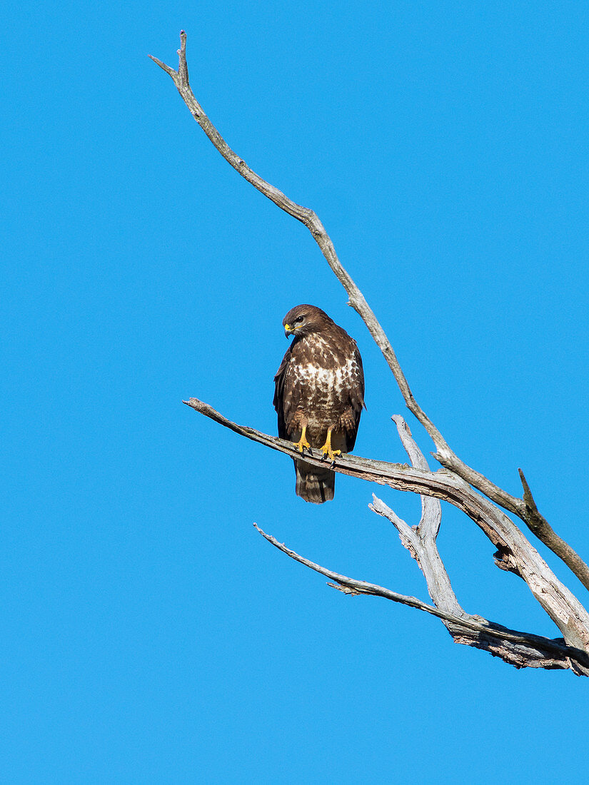 Common Buzzard perching, Buteo buteo, Germany, Europe