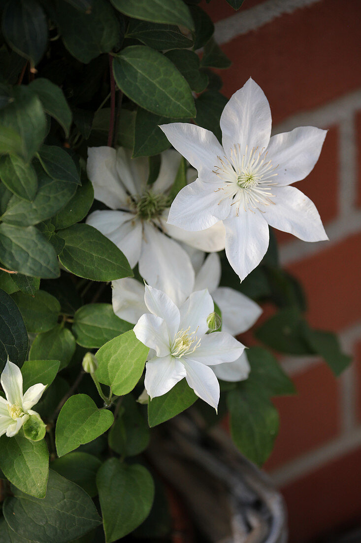 Clematis 'Madame Le Coultre'