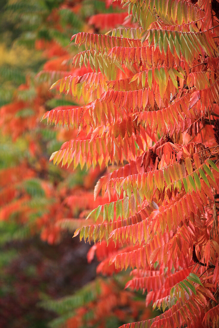 Sumac tree in autumn colours