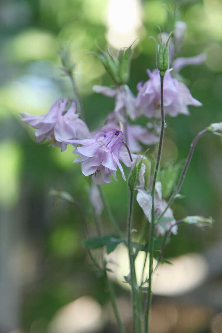 Zartrosa Akeleienblüten