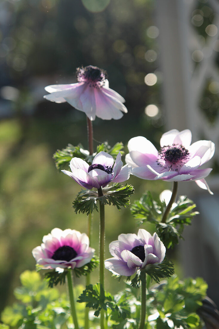 Poppy anemone