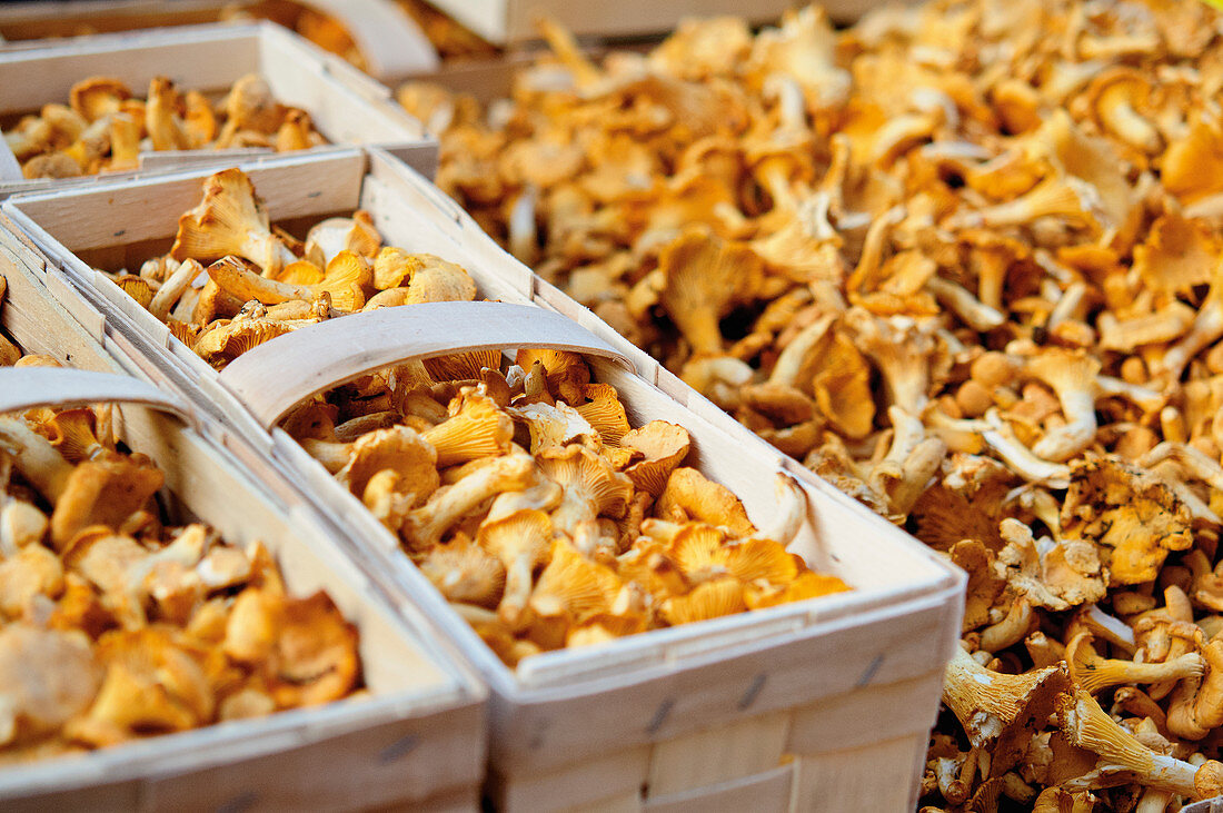 Fresh chanterelle mushrooms at a market