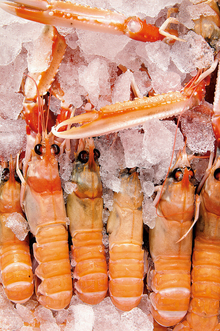 Fresh lobster on ice