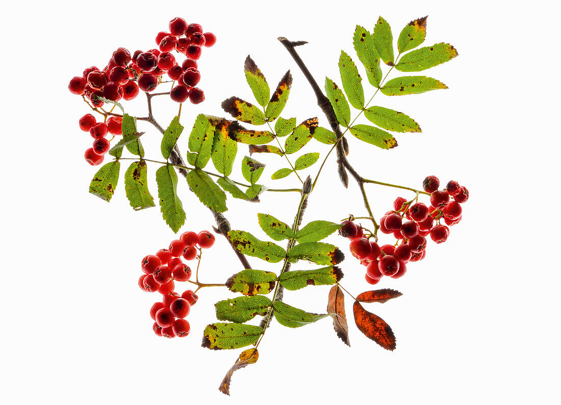 Back-lit rowan sprigs with berries