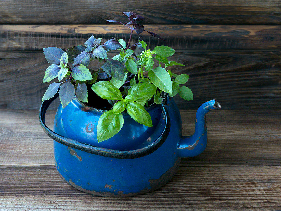 Basil in pots on an old garden counter