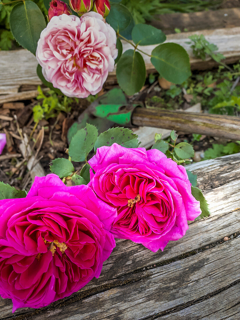 Roses 'Young Lycidas' and 'St. Swithun'