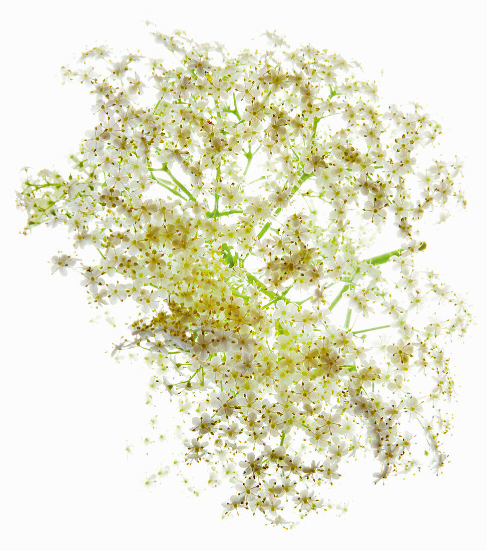 Elderflowers