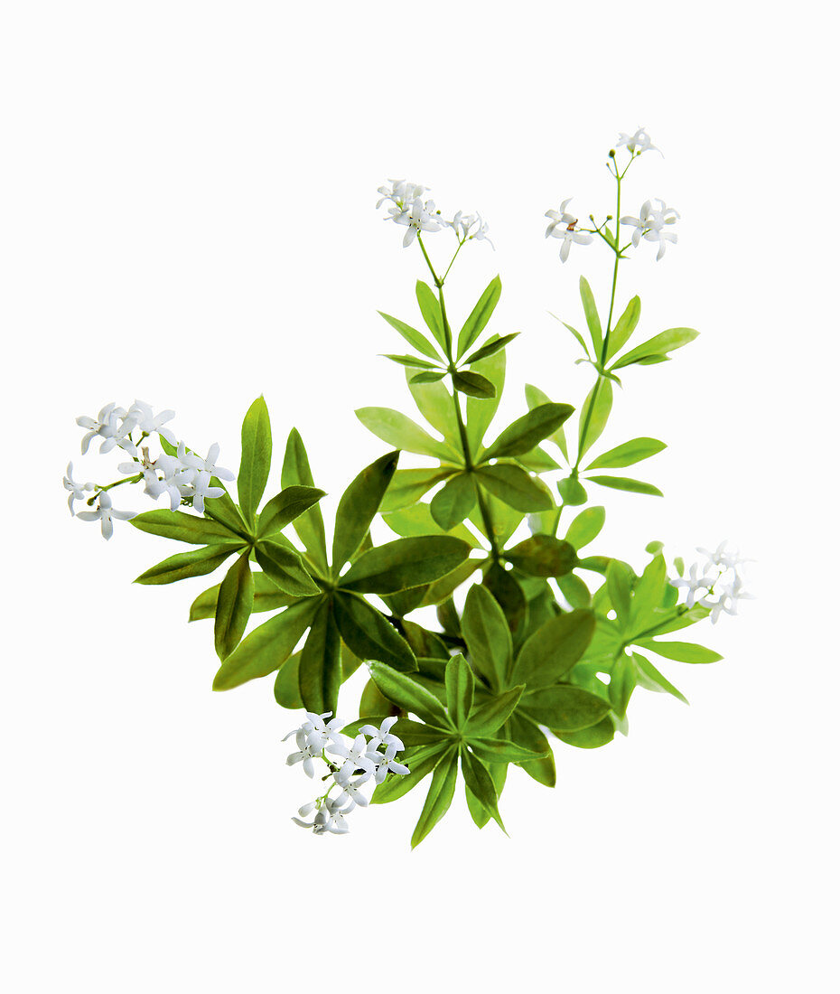 Woodruff