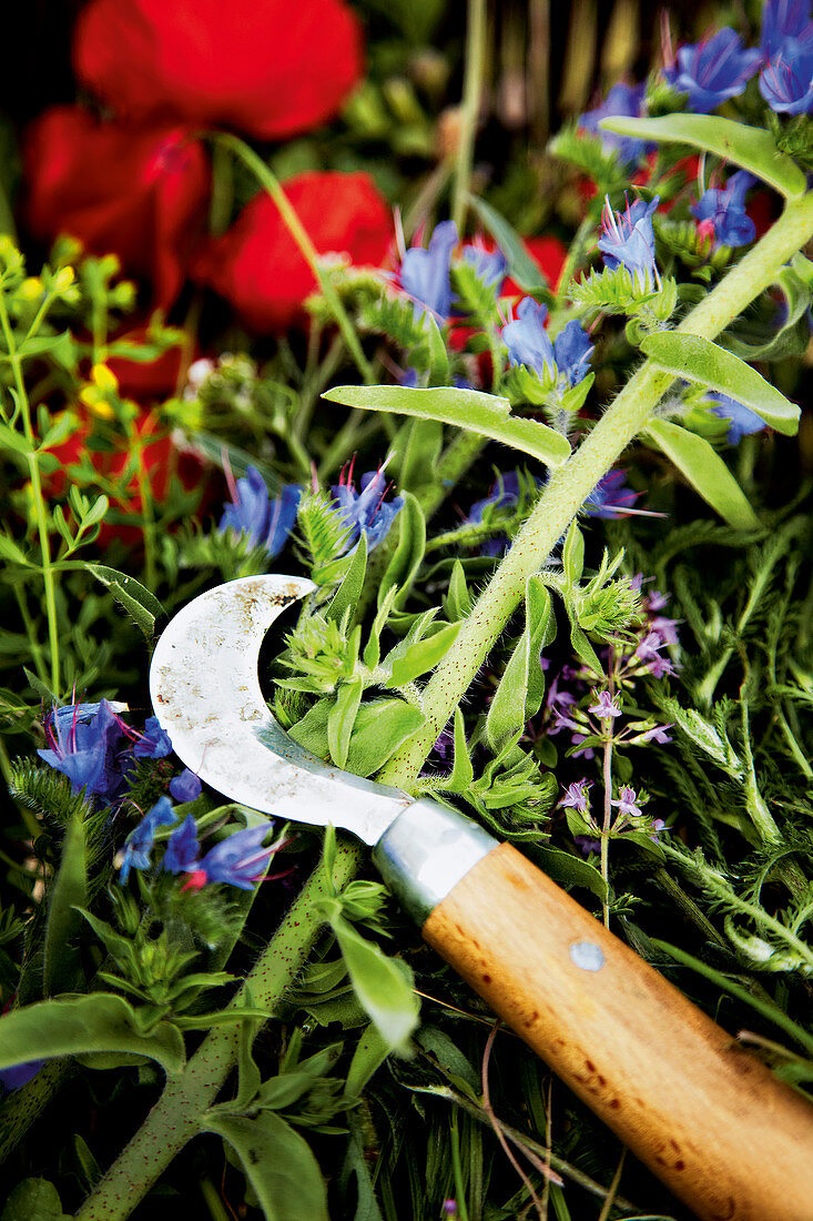 Garlic mustard being harvested with a herb knife with poppies in the background