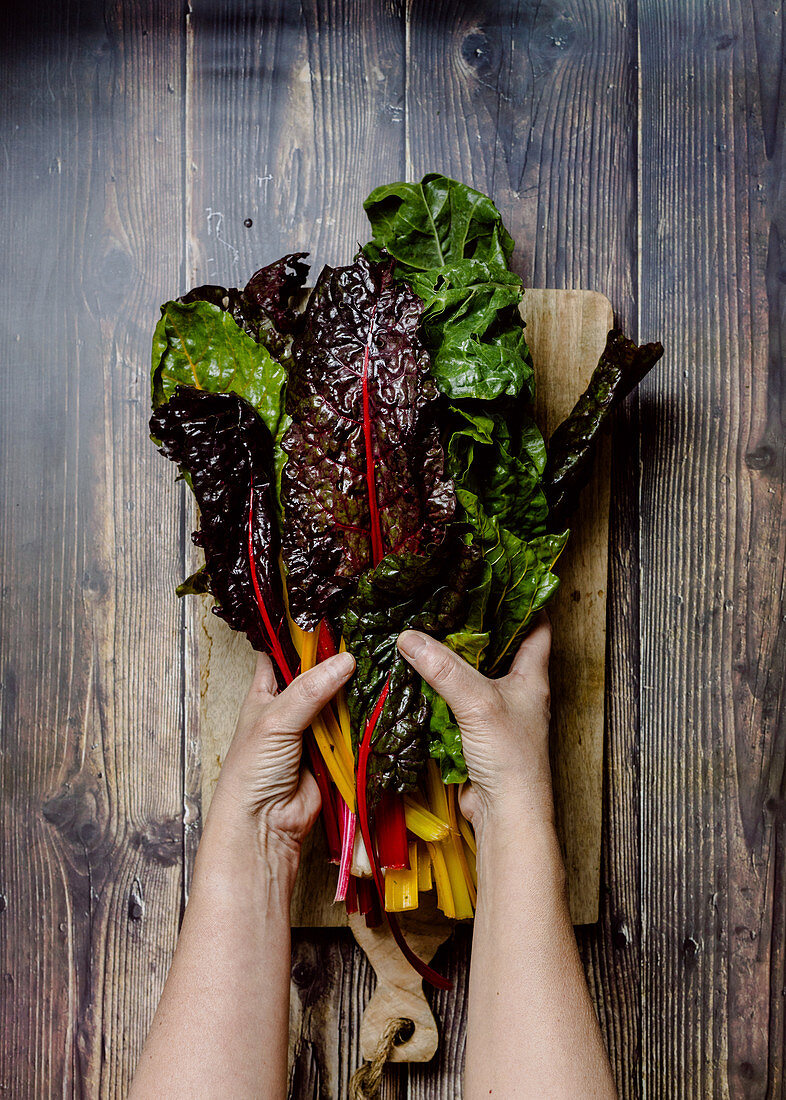 Hands holding fresh rainbow Swiss chard