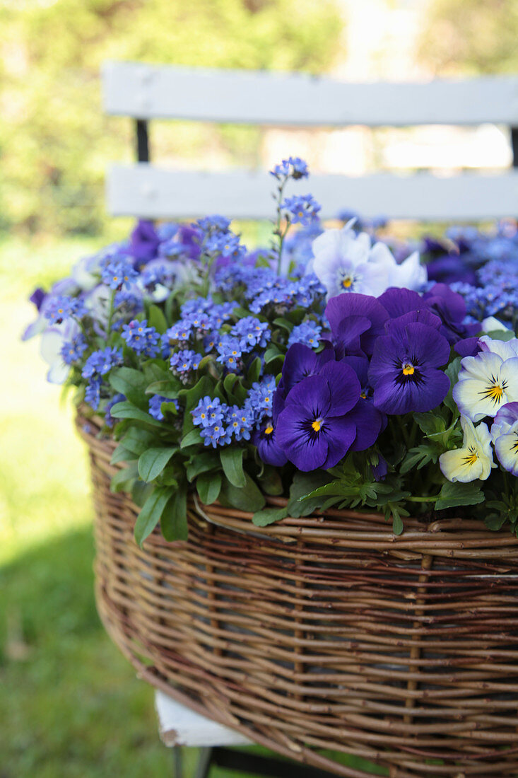 Basket planted with forget-me-nots and violas