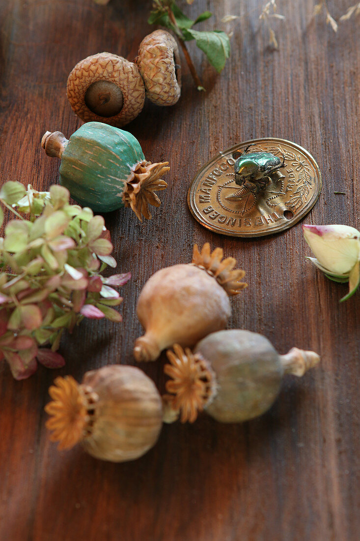 Dried poppy seed heads, hydrangea, acorn cups and green rose chafer
