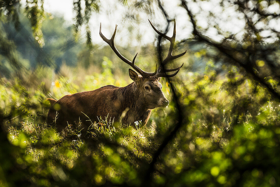 A 9-tine stag in a forest clearing
