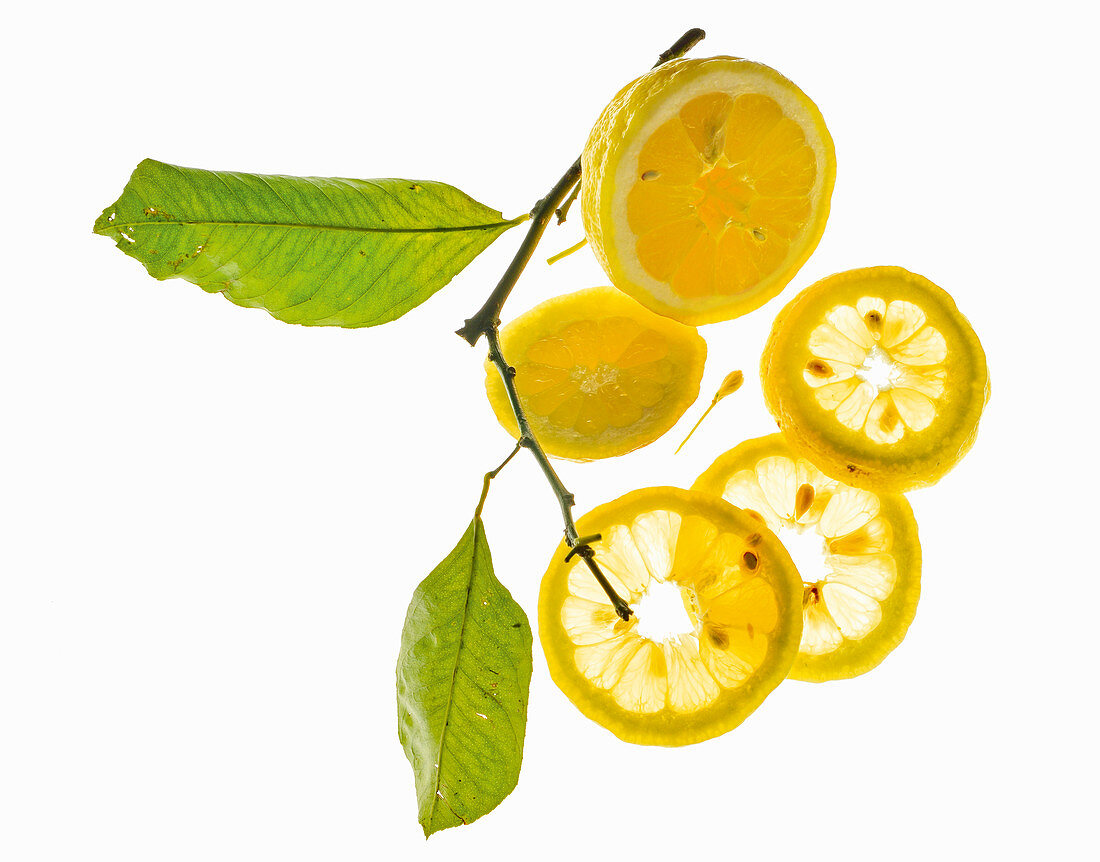 Zitrone, halbiert, in Scheiben mit Blättern