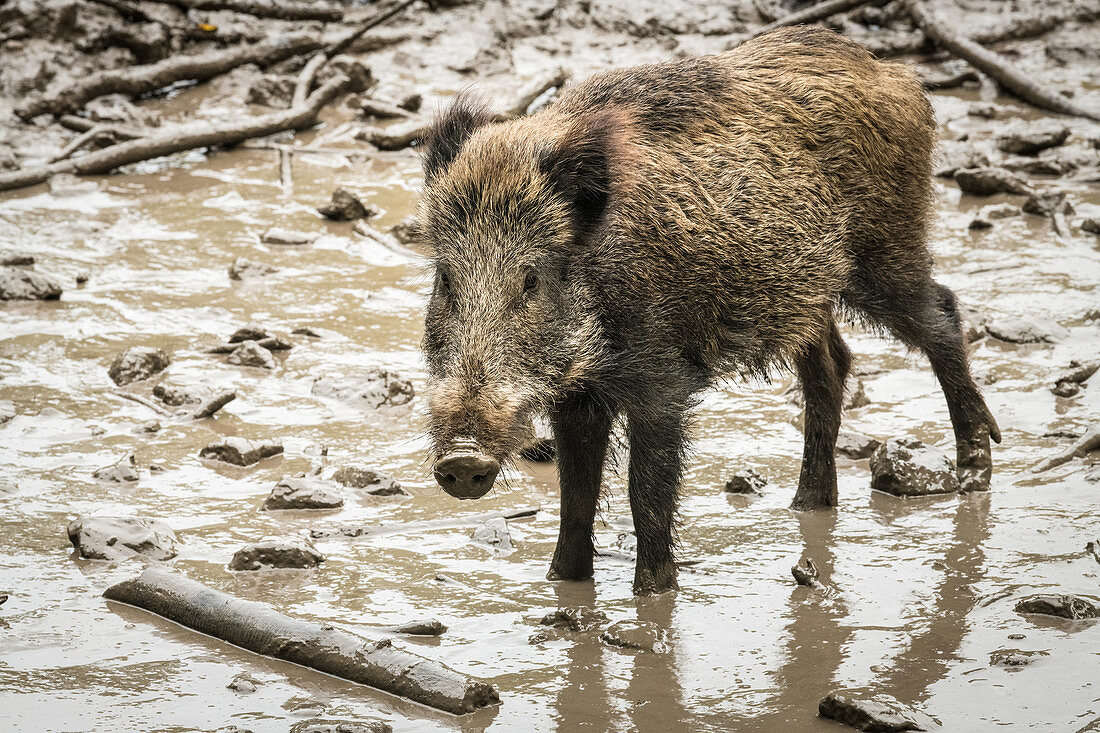 A wild boar in an animal park, Kottenforst near Bonn, North Rhine-Westphalia, Germany