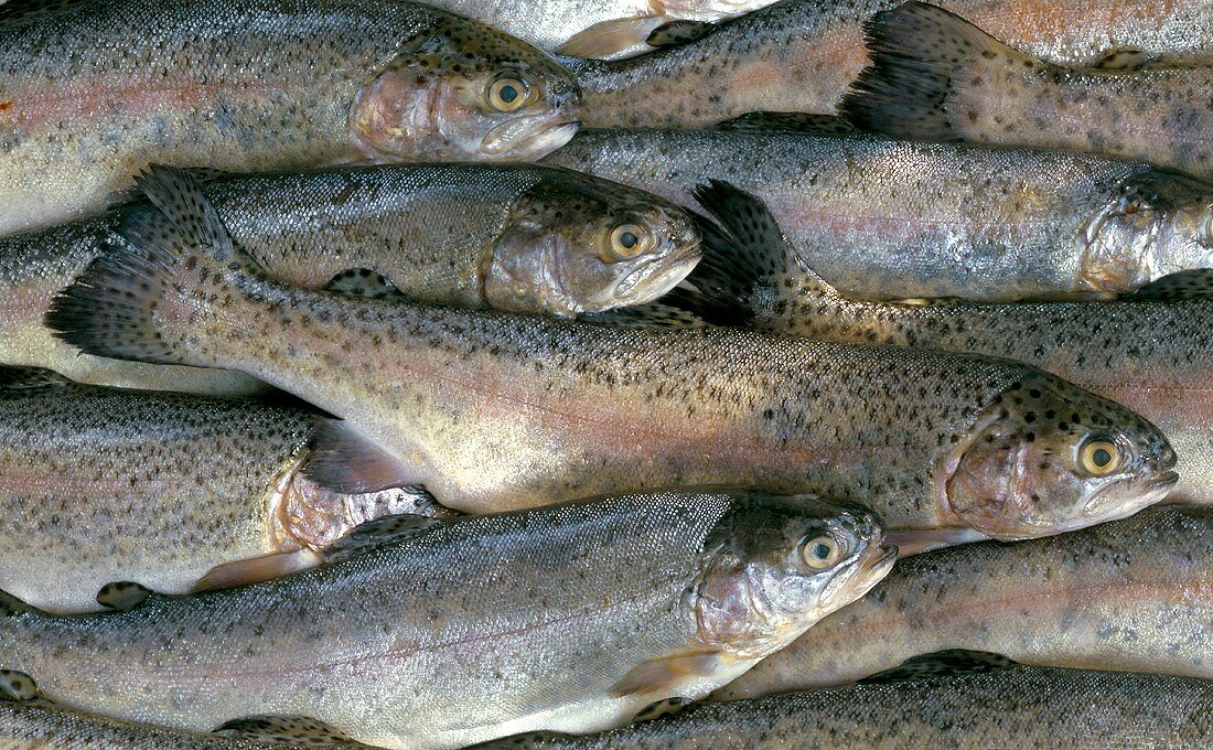 Lots of trout (close-up)