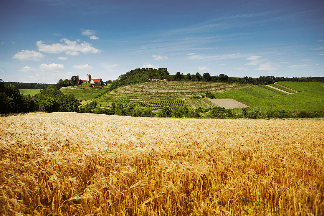 Weinlandschaft, Weingut Erbgraf Neipperg, Baden-Württemberg, Deutschland