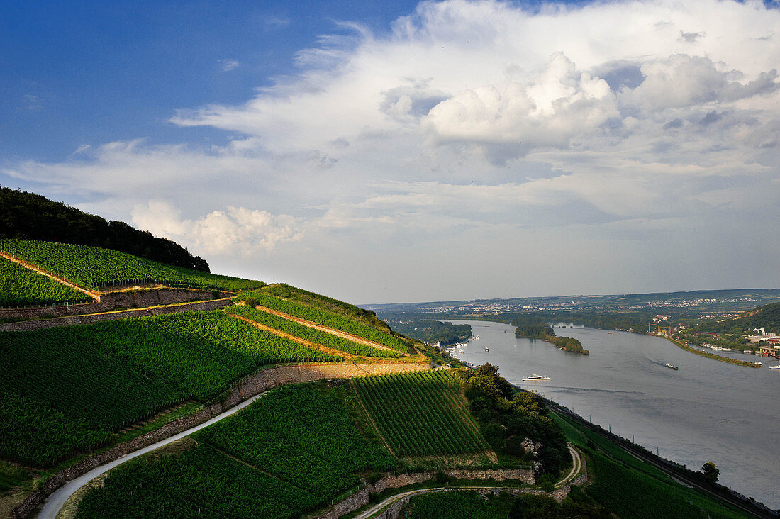 Weinlandschaft, Weingut Wegeler, Rheingau, Deutschland