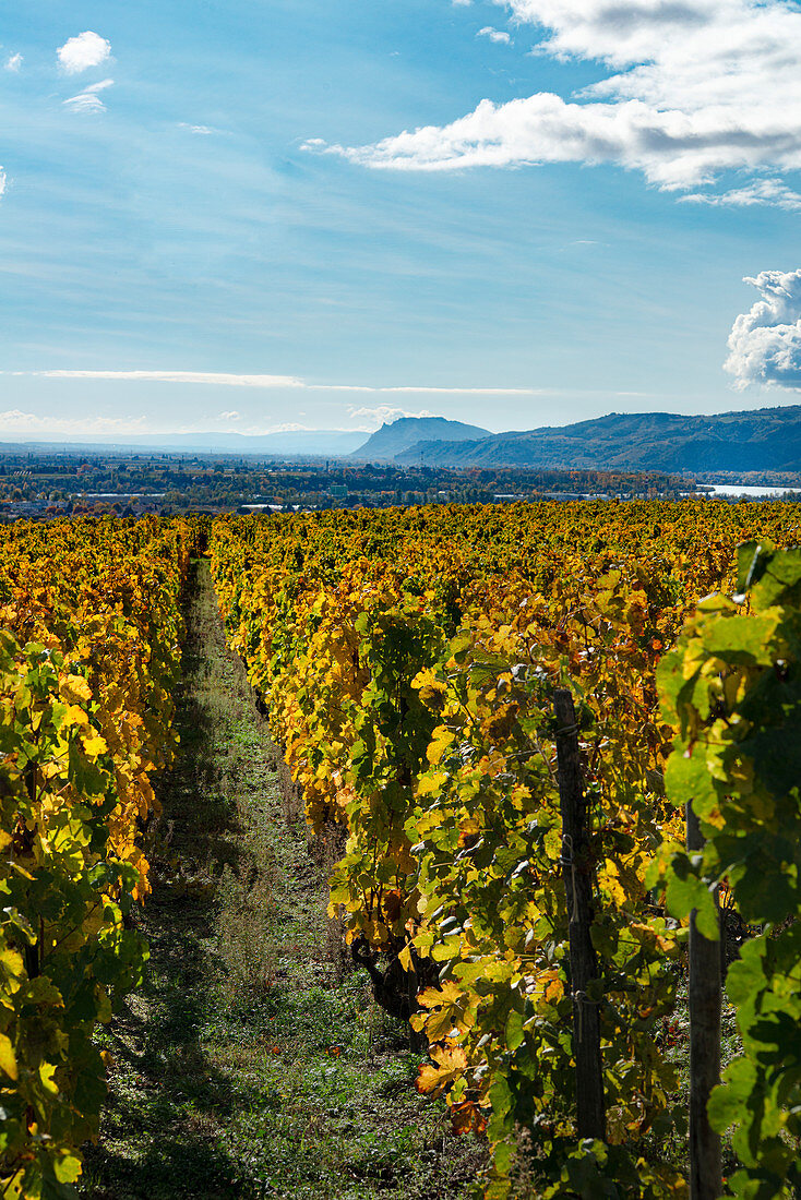 Herbstliche Hermitage Weinberge im Rhonetal mit Blick auf die Rhone und Ardeche-Hügel (Frankreich)