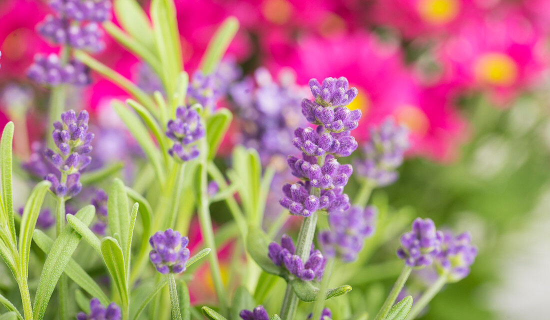 Lavender flowers in a garden