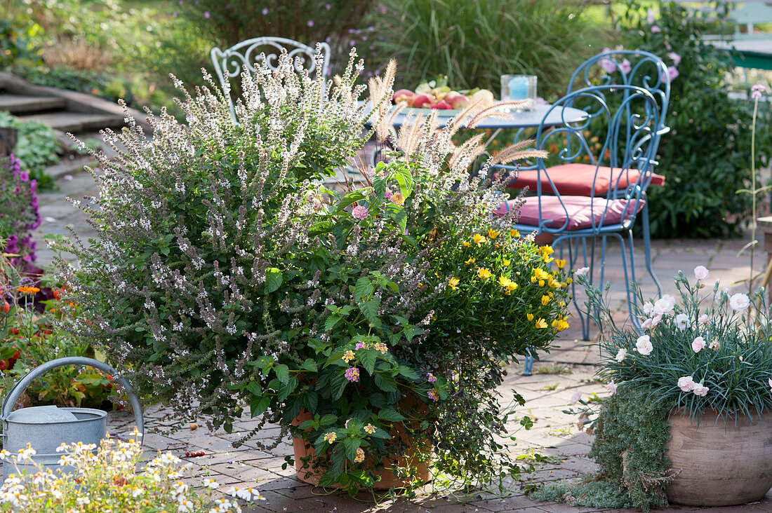 Large bucket with a basil shrub, wild sage, Cape marguerite and fountain grass, carnation Devon Cottage 'Blush' with silver wormwood in terracotta, seating area
