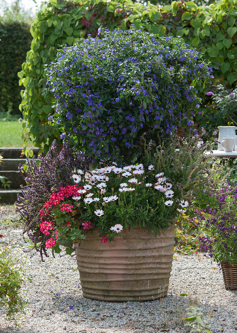 Gentian tree with Cape daisy Summersmile 'Rosy White', hanging geranium and shrub basil as underplanting
