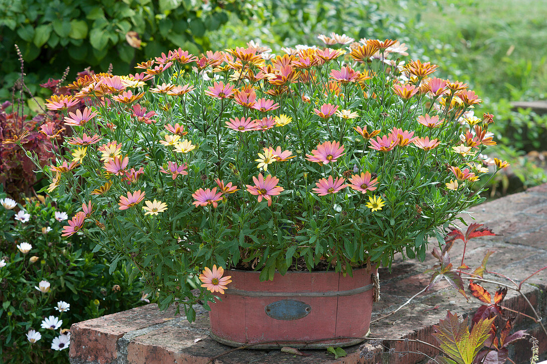 'Summersmile Sunrise' Cape daisy in a wooden bucket