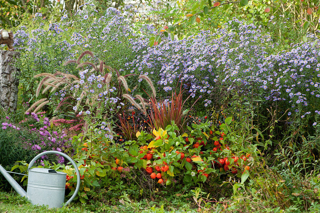 Autumn bed: asters, lantern flowers, cogongrass 'Red Baron', red fountain grass, and hot peppers 'Lila Luzi'