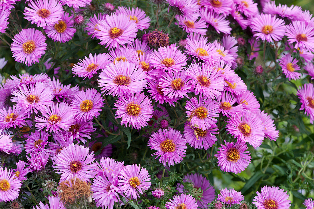 Autumn aster 'Barr's Pink'