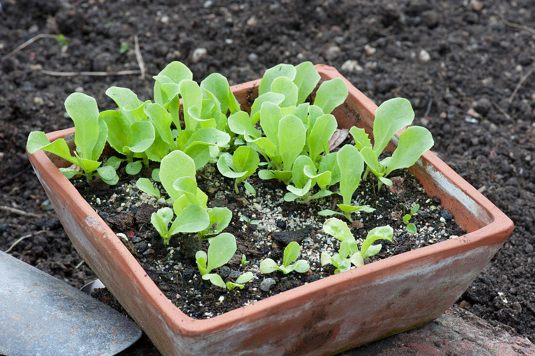 Young lettuce plants in terracotta planter