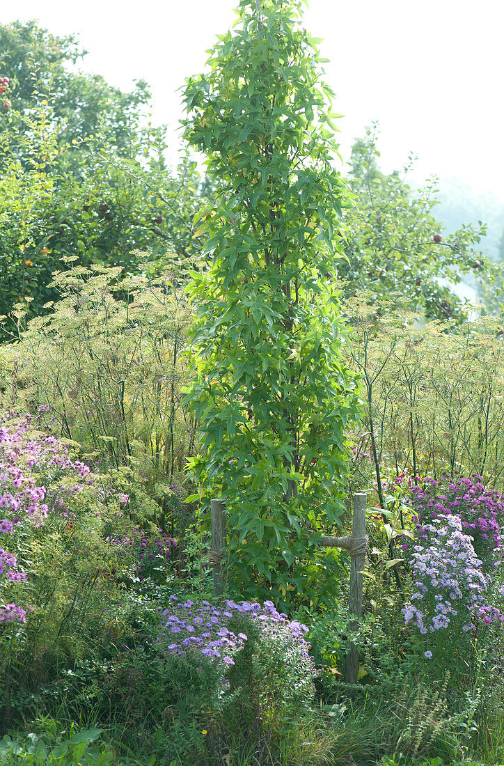 Säulen- Amberbaum 'Slender Silhouette' im Beet mit Herbstastern und Gewürzfenchel