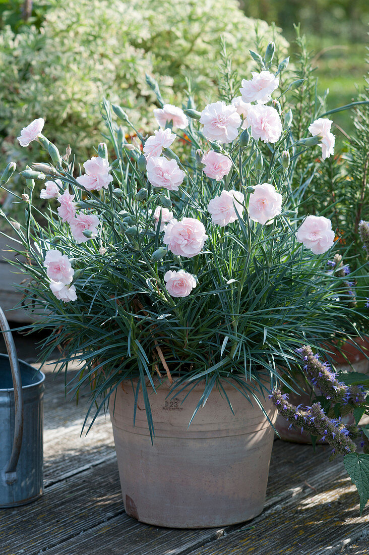 Carnation Devon Cottage 'Blush' in a terracotta pot