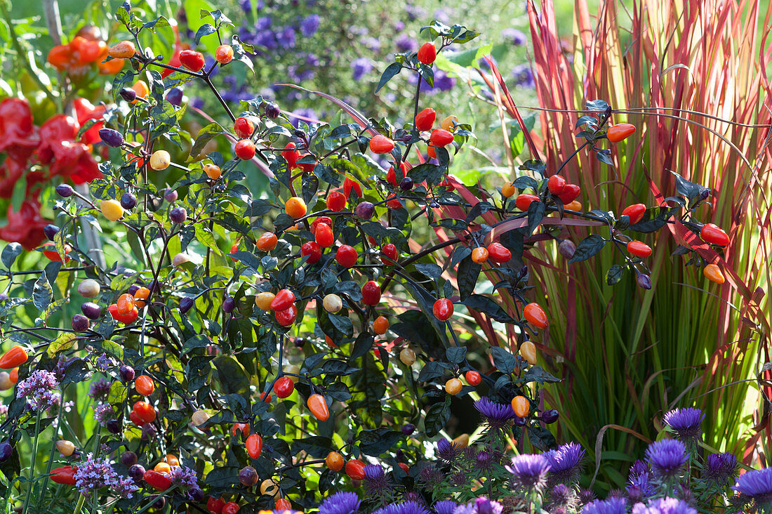 Hot peppers 'Lila Luzi' and Cogon grass 'Red Baron' in the flower bed