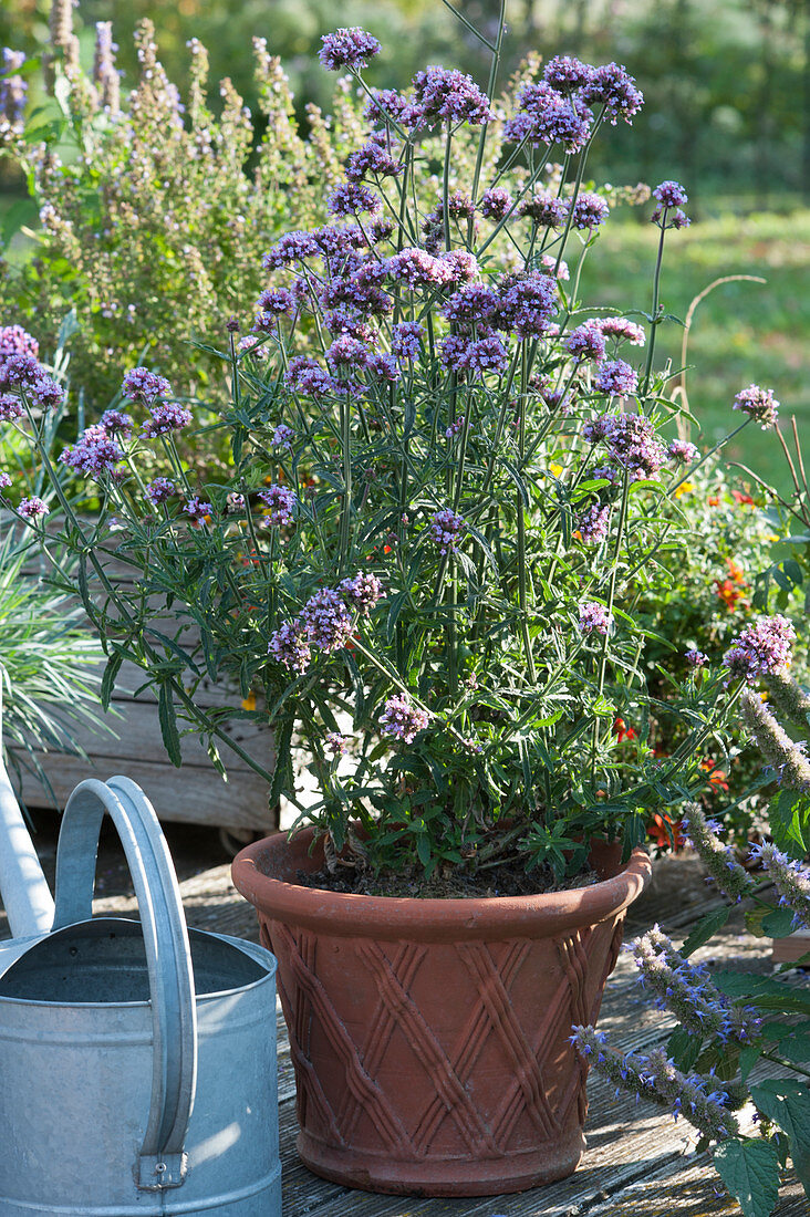 Patagonian verbena 'Lollipop' in a terracotta pot