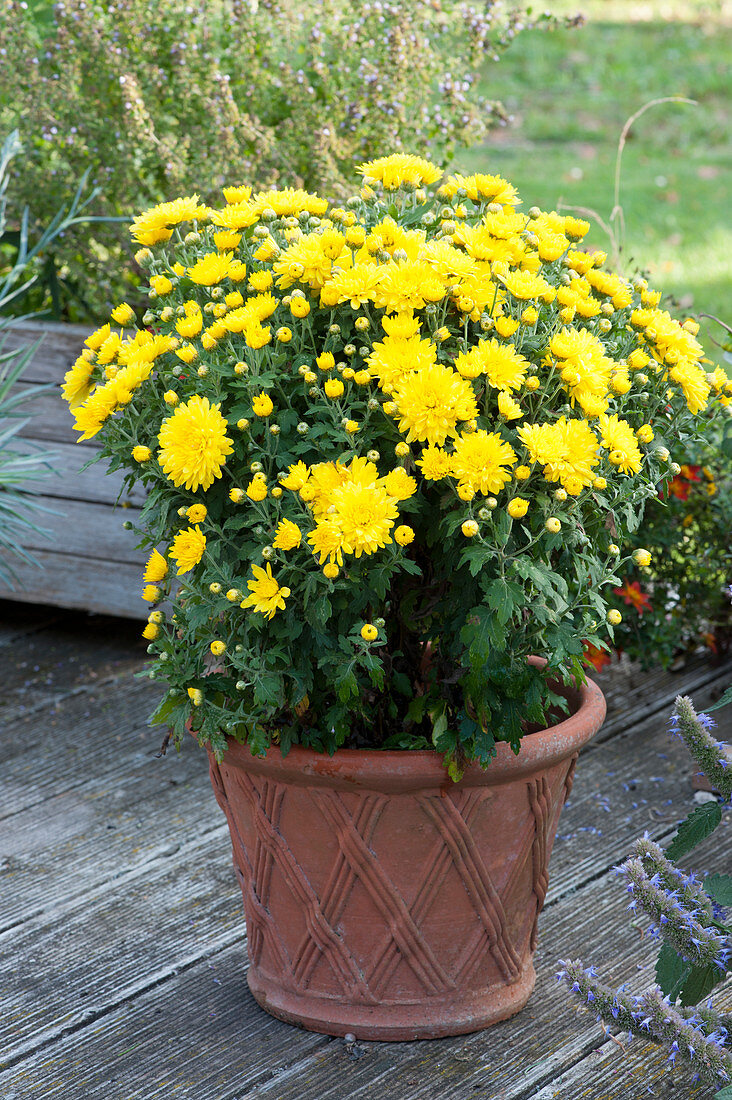 Autumn chrysanthemum 'Piton'