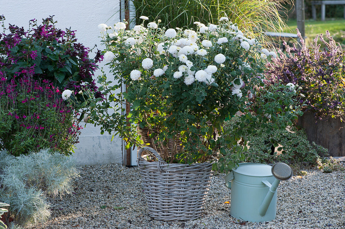 Autumn chrysanthemum 'White Fog Rose' in a basket, Anise-scented sage 'Ignition Fuchsia' and Rockin 'Fuchsia', Artemisia Makana 'Silver' and Boswellia plant on a gravel terrace