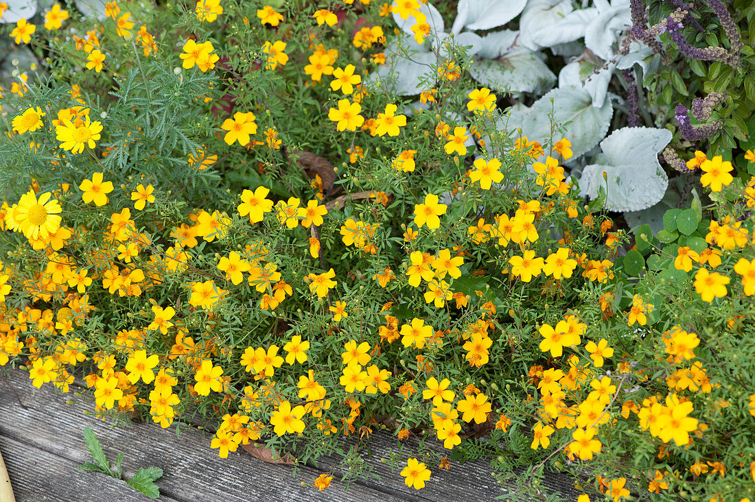 Tagetes in a flower bed