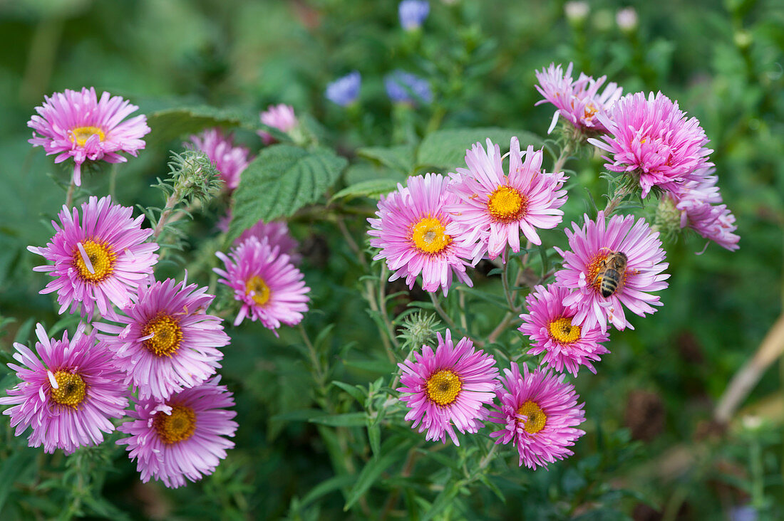 New England Aster 'Barr's Pink' with bee