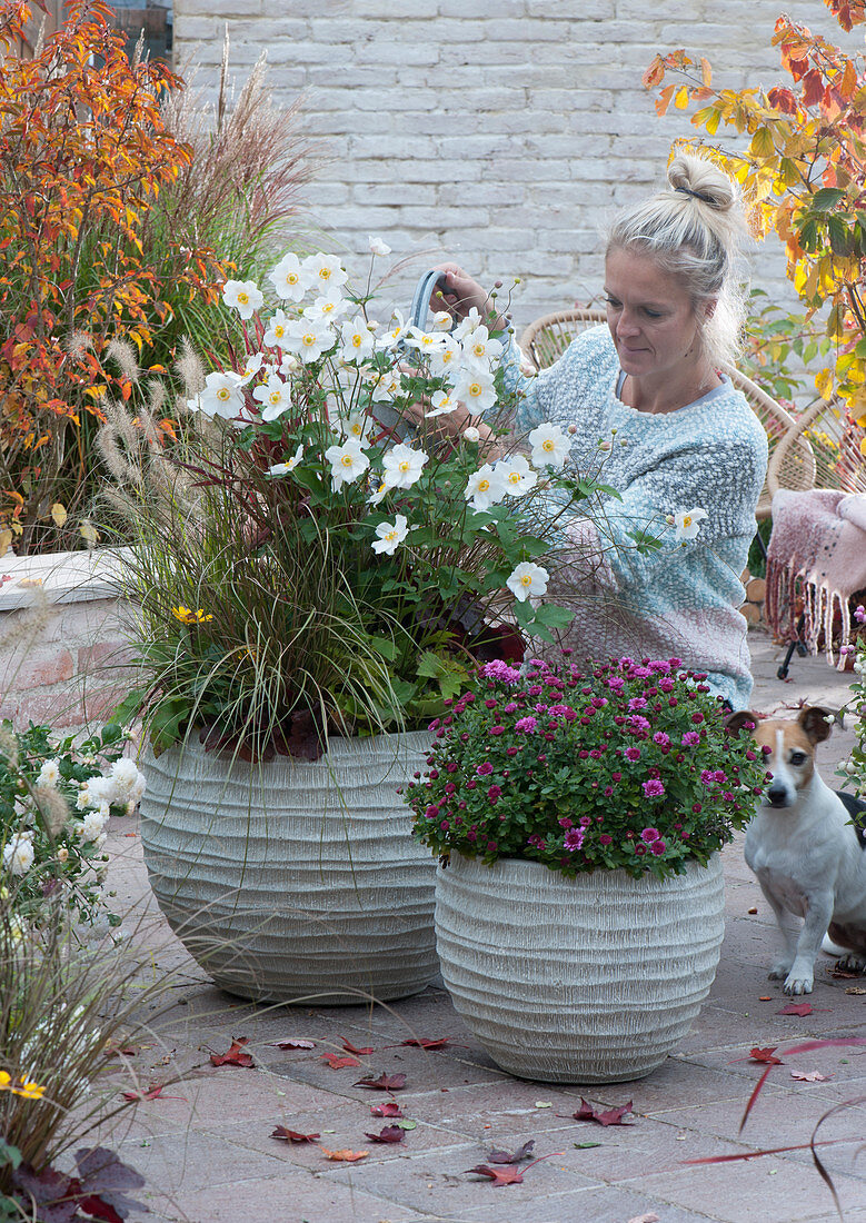 Autumn anemone 'Honorine Jobert', feather bristle grass and chrysanthemum 'Tiplo' in grey containers, woman watering, dog Zula
